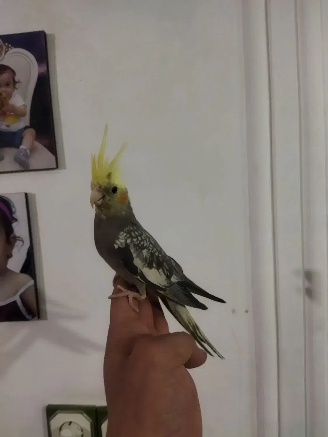 عروس هلندی|پرنده|تربتحیدریه, حسنی بالا|دیوار