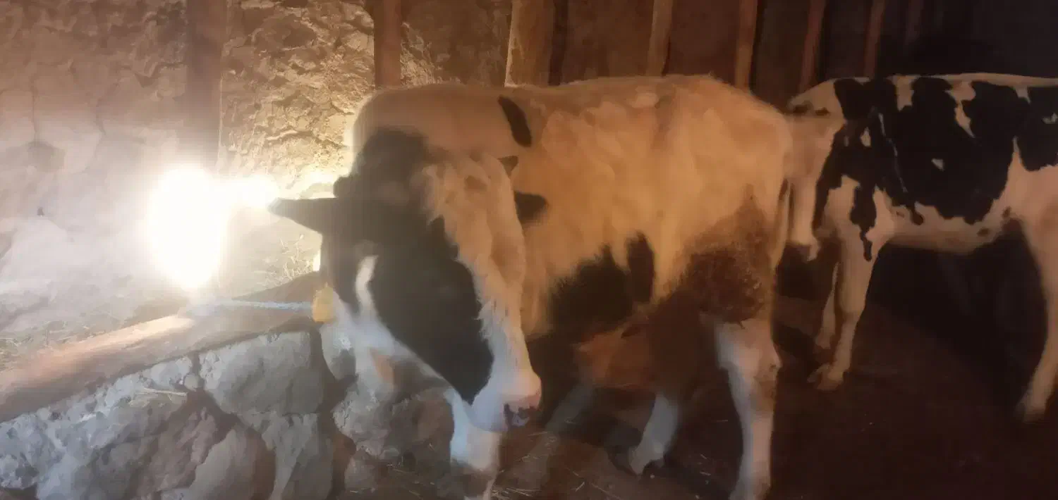 گاو نر|حیوانات مزرعه|مشگین شهر, |دیوار