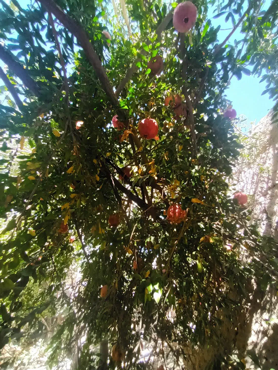 انار دونه مشکی|خوردنی و آشامیدنی|گلباف, |دیوار