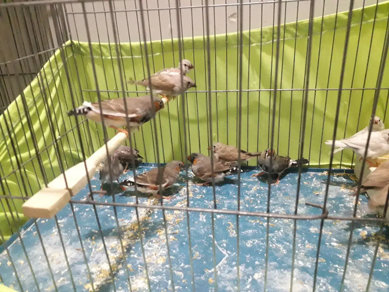 فنج کینگ وزبرا سلامت|پرنده|تهران, مینای جنوبی|دیوار