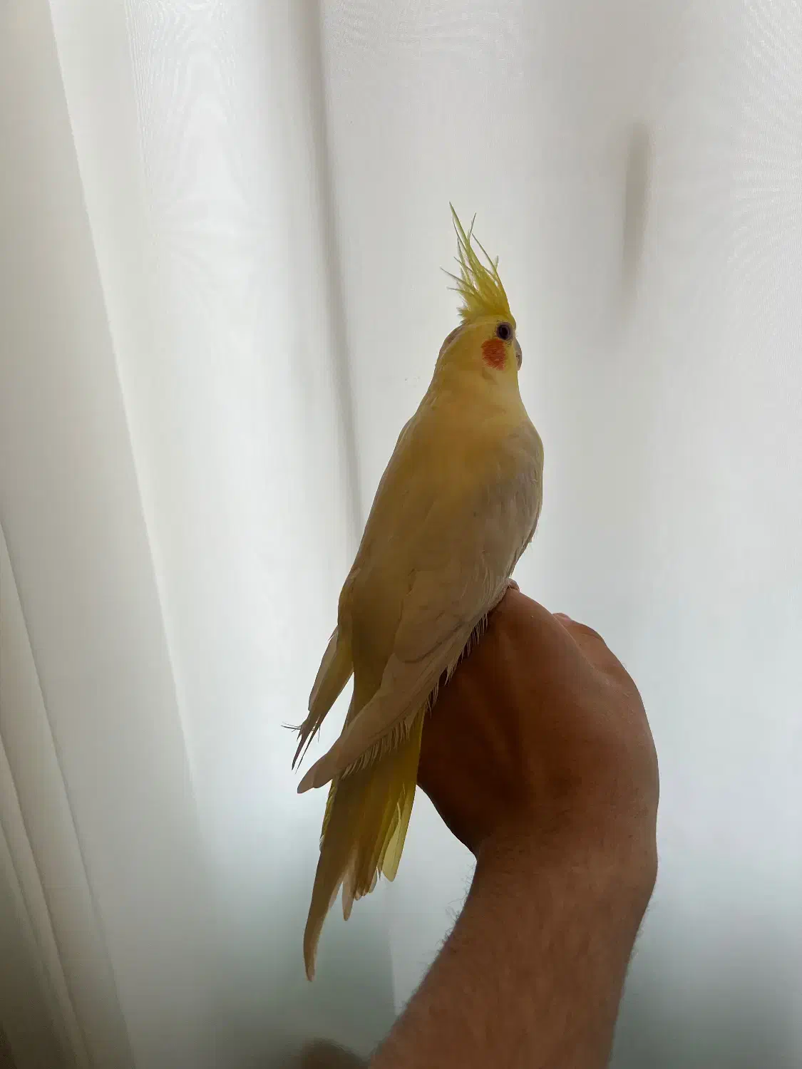 طوطی عروس هلندی|پرنده|لنگرود, |دیوار