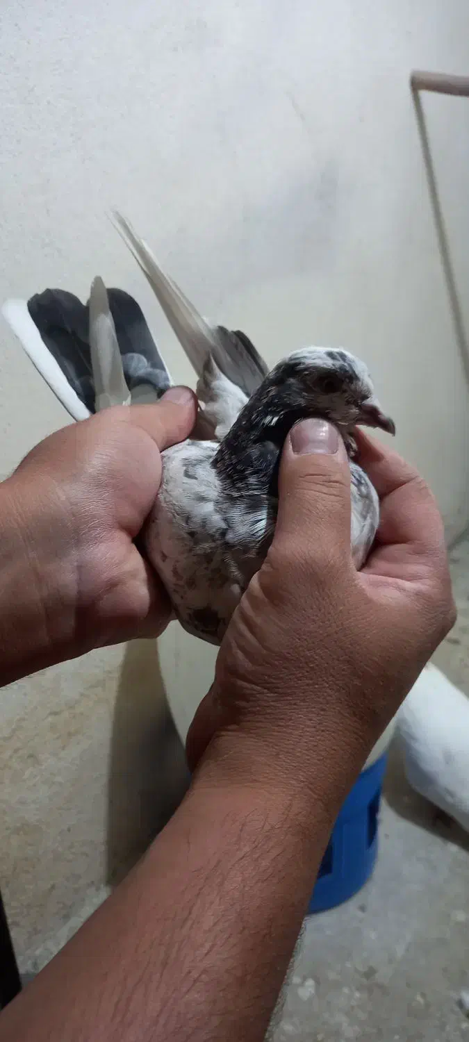 کبوتر|پرنده|محمدشهر, ولدآباد|دیوار