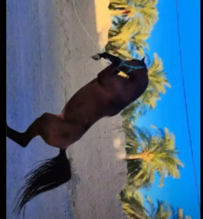 اسب عرب|اسب و تجهیزات اسبسواری|بم, |دیوار