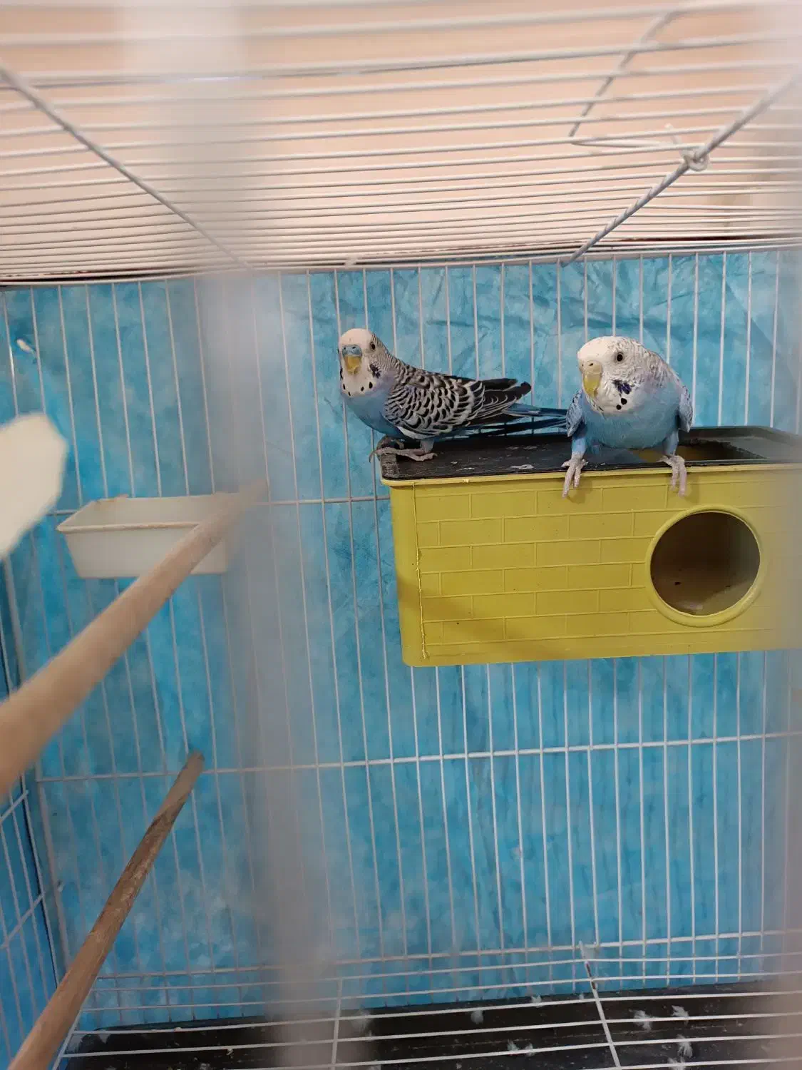 مرغ عشق|پرنده|هیرمند, |دیوار