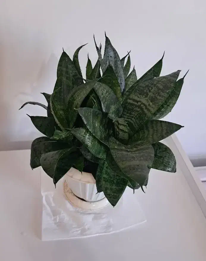 گل سانسوریا|گل و گیاه طبیعی|لاهیجان, شهرک سلمان فارسی|دیوار