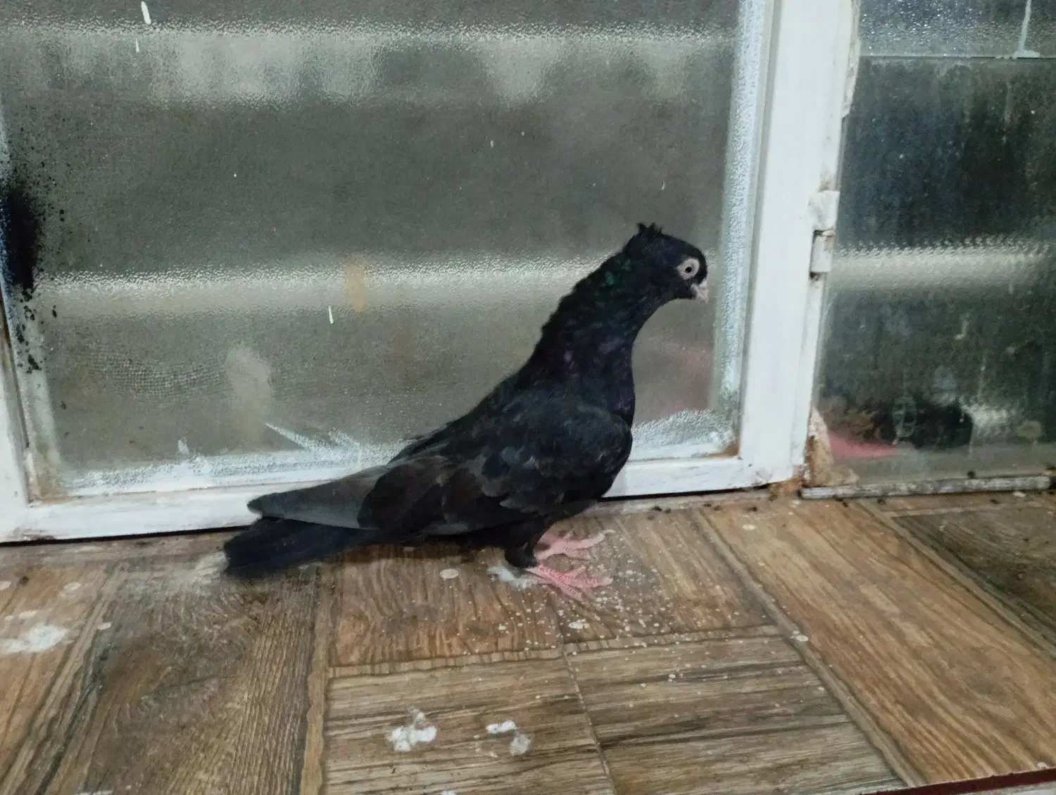 زاغ ماده|پرنده|جیرفت, |دیوار