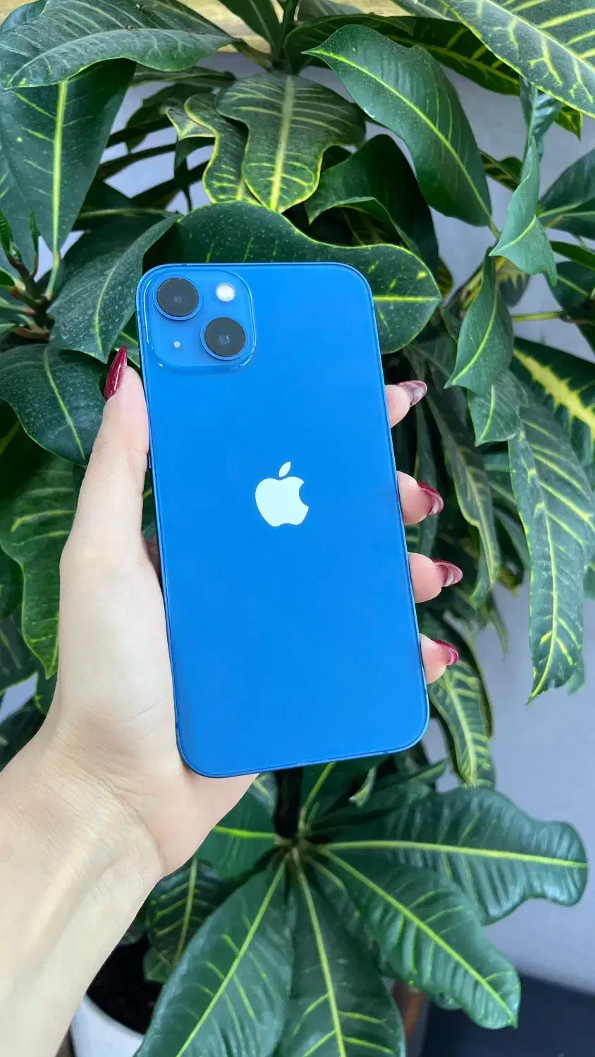 چند مدل ایفون موجود در فروشگاه|موبایل|شیراز, شهرک استقلال|دیوار