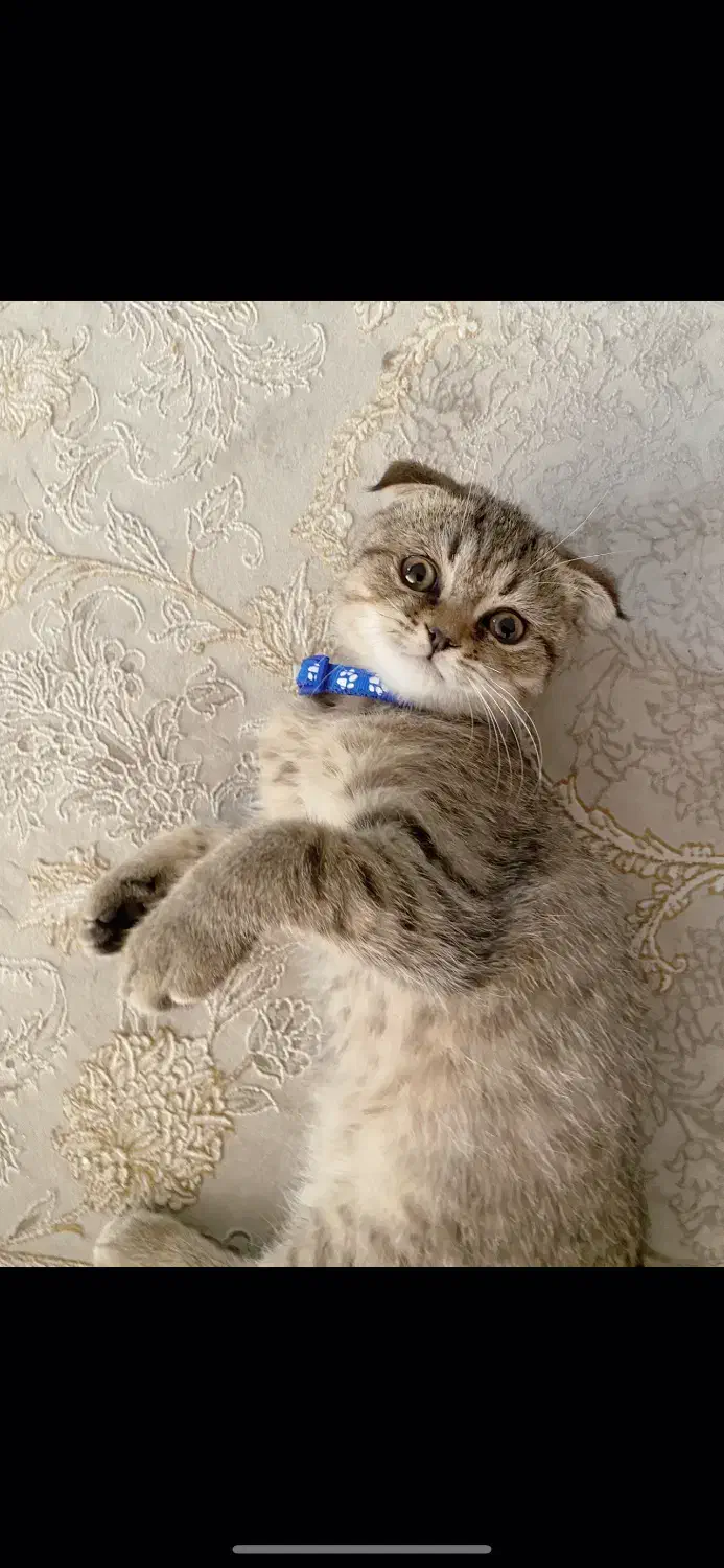 گربه|گربه|بندرعباس, |دیوار