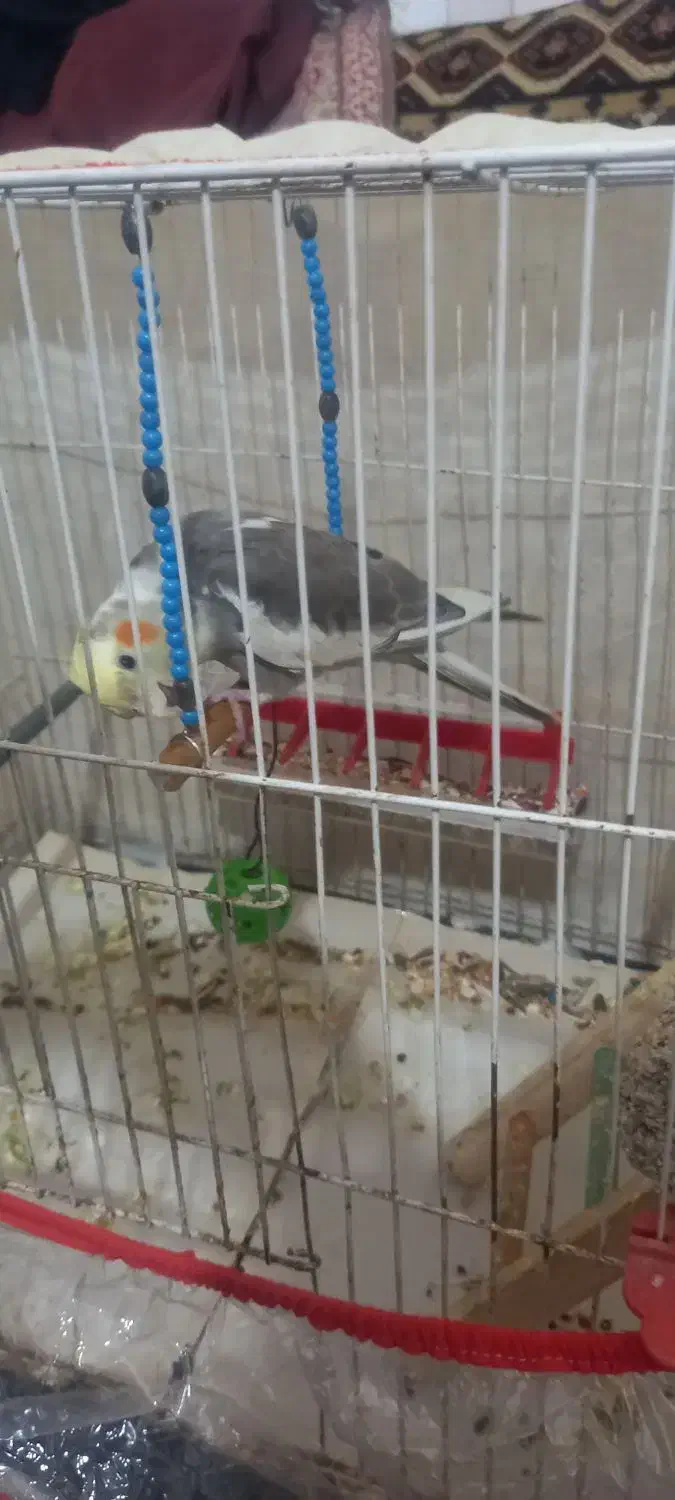 عروس هلندی سخن گو|پرنده|بیرجند, |دیوار