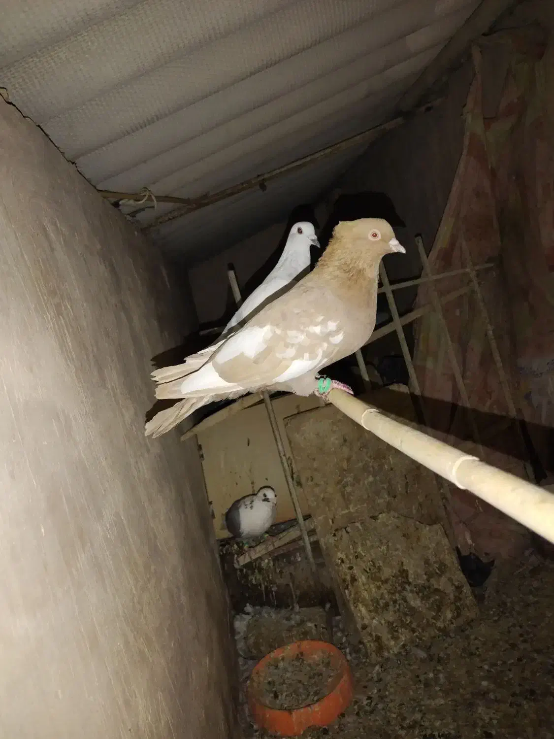 کبوتر رنگه|پرنده|تربت‌حیدریه, شهید بهشتی|دیوار