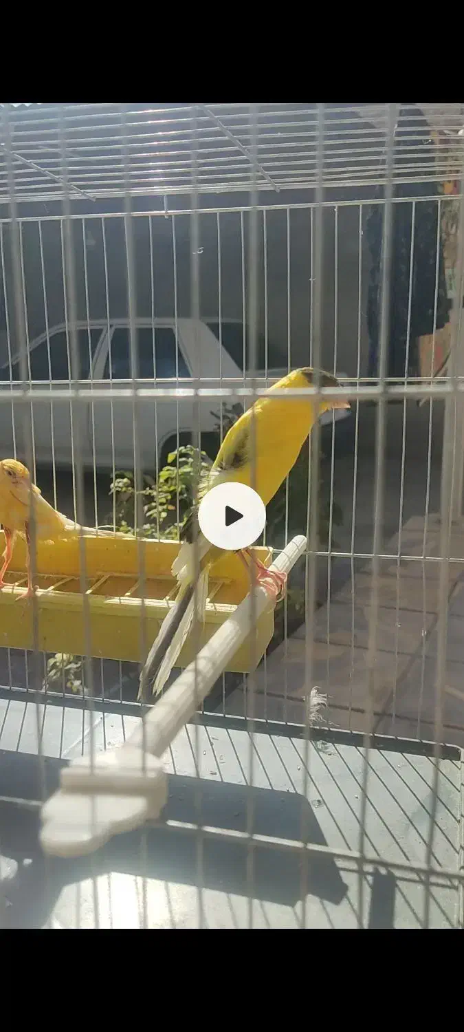 قناری رسمی بلند|پرنده|بهار, |دیوار