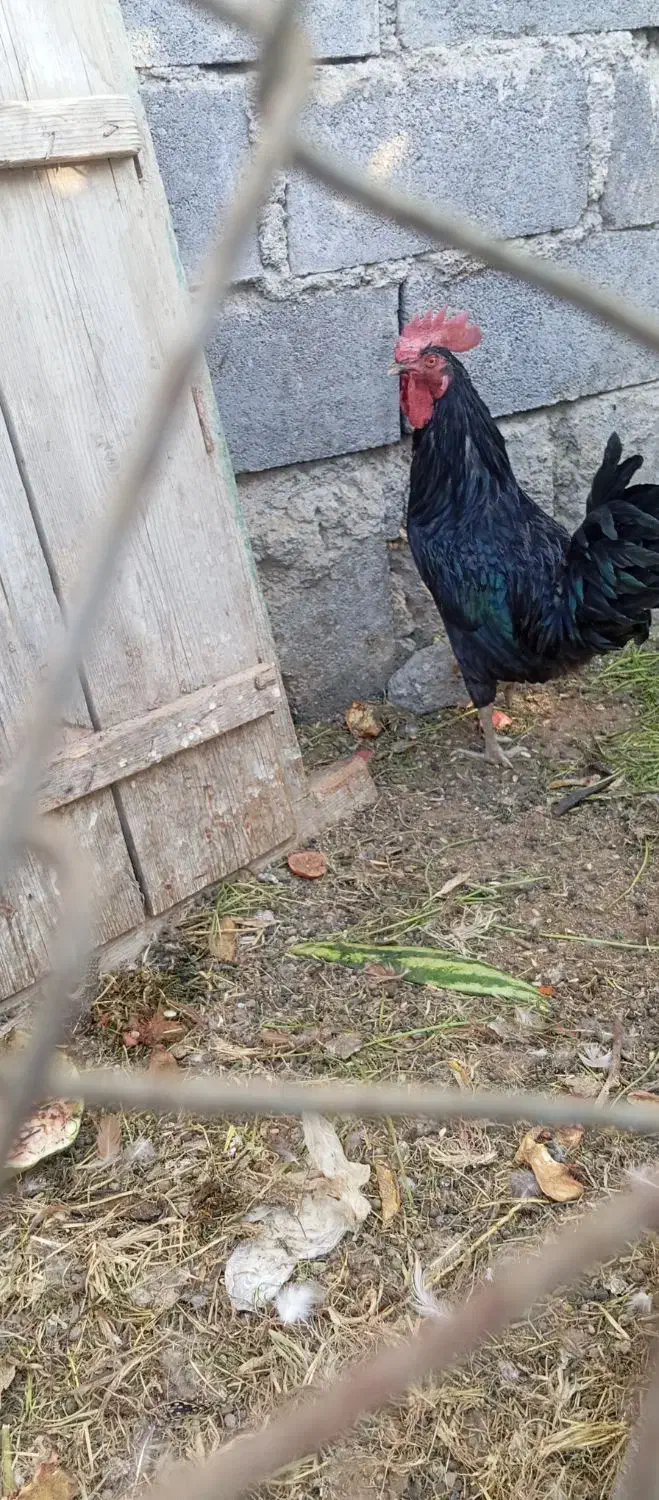 فروش خروس سیاه یه تیغ|حیوانات مزرعه|بیکاه, |دیوار