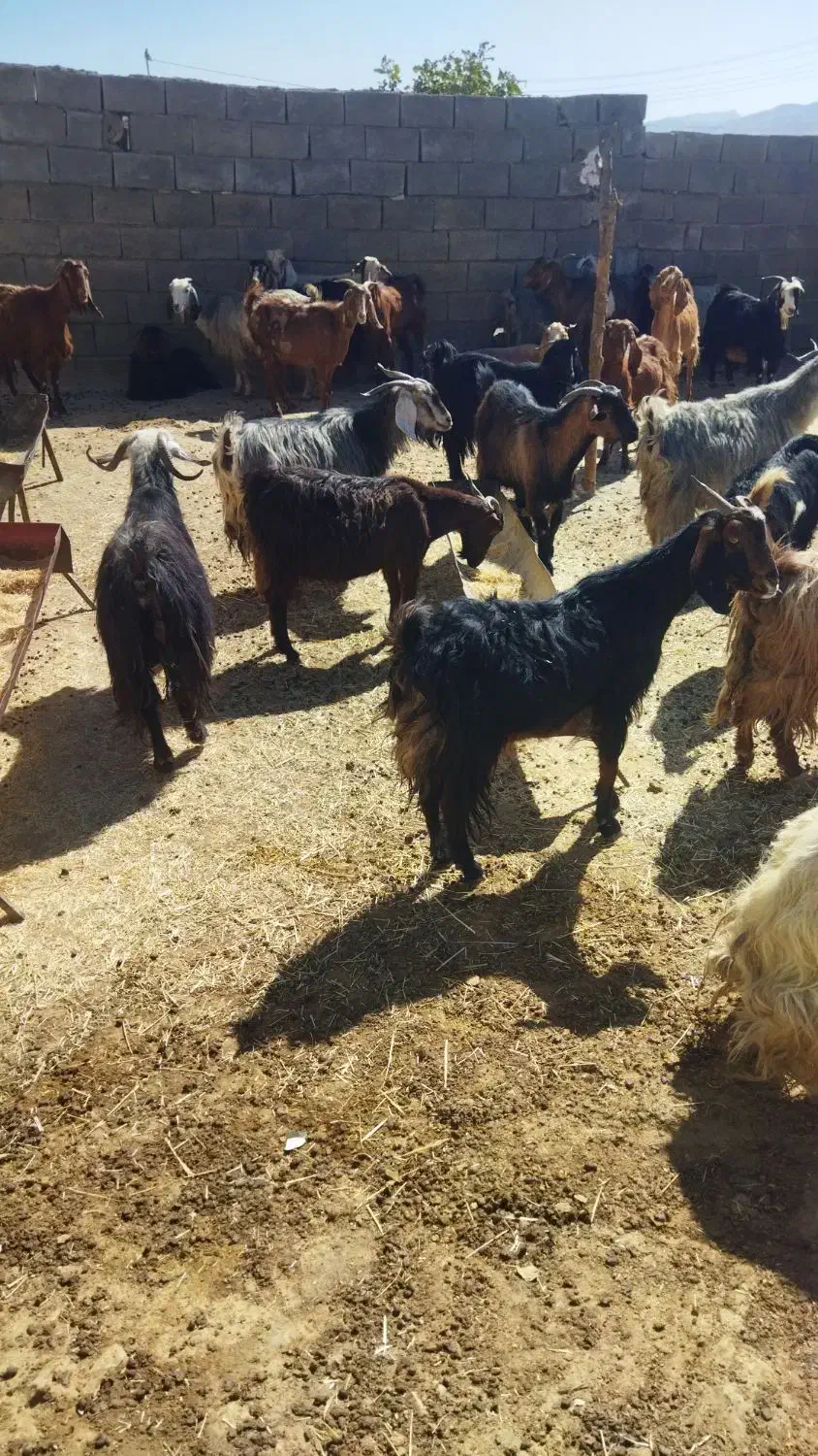 بزدرجه یک|حیوانات مزرعه|ایلام, |دیوار