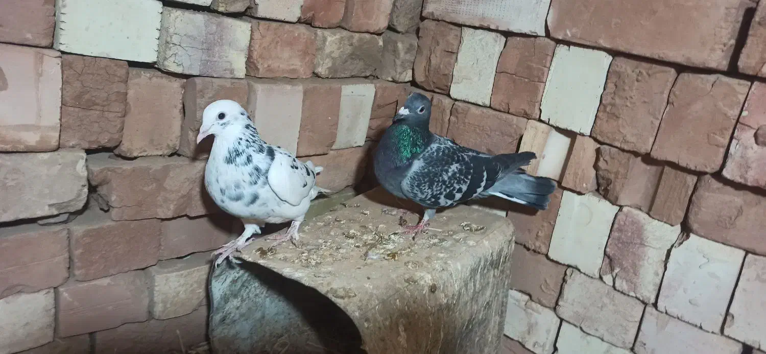 کبوتر المانی|پرنده|سده (خراسان جنوبی), |دیوار