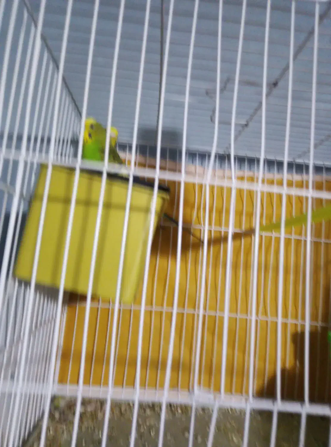 مرغ عشق|پرنده|بیرجند, |دیوار