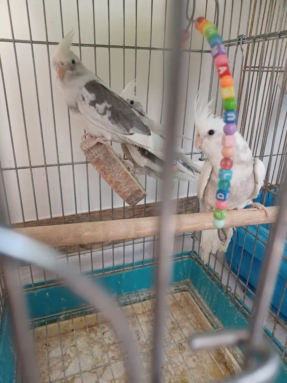 فروش سه عدد جوجه دوکت البینوولتین|پرنده|اسلامآباد غرب, |دیوار