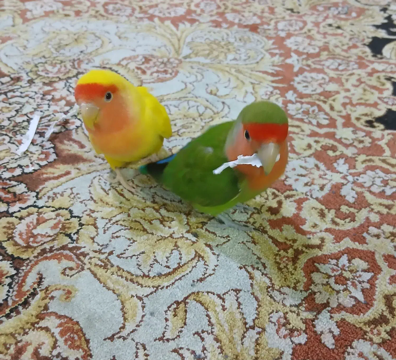 جفت طوطی برزیلی نرو ماده بازیگوش دستی|پرنده|رشت, آب و برق|دیوار