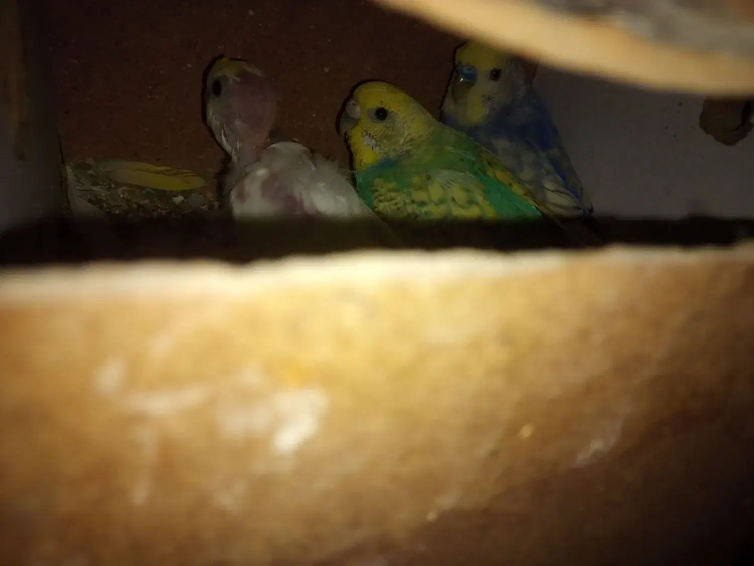 مرغ عشق ریمبو|پرنده|قم, شاه ابراهیم|دیوار