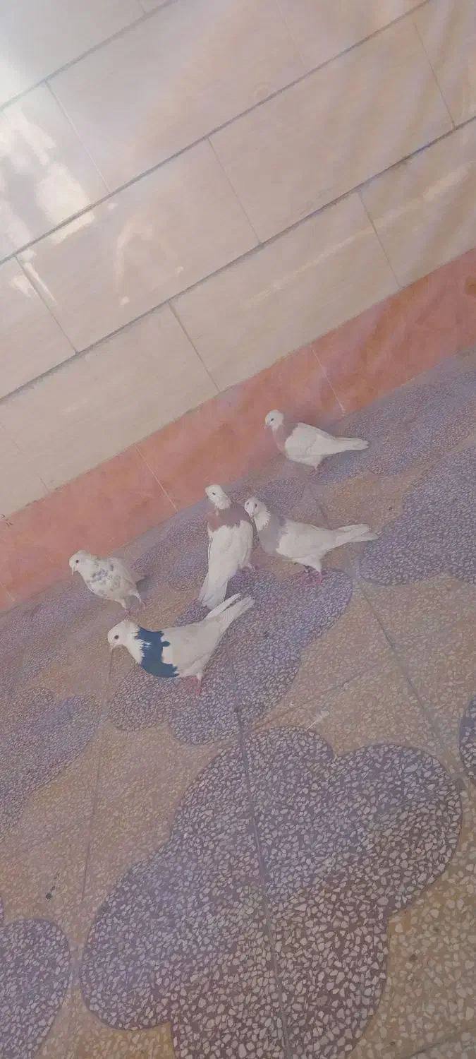 کبوتر طوقی|پرنده|بهبهان, |دیوار