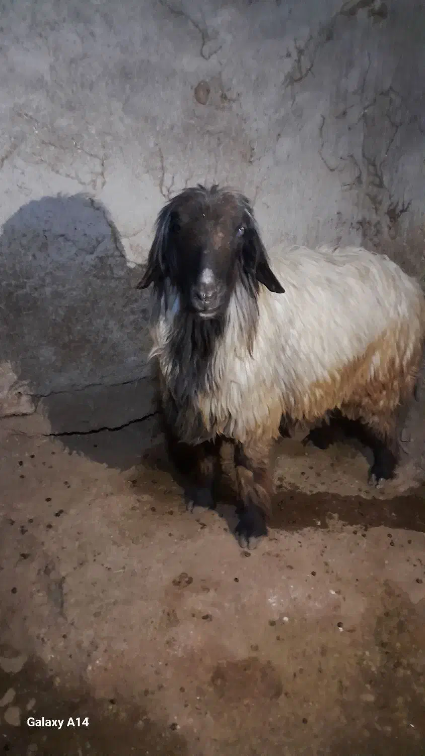 فروش قوچ بختیاری اصل تیشتر پازنی میش زاییده|حیوانات مزرعه|قلعه ممبی, |دیوار