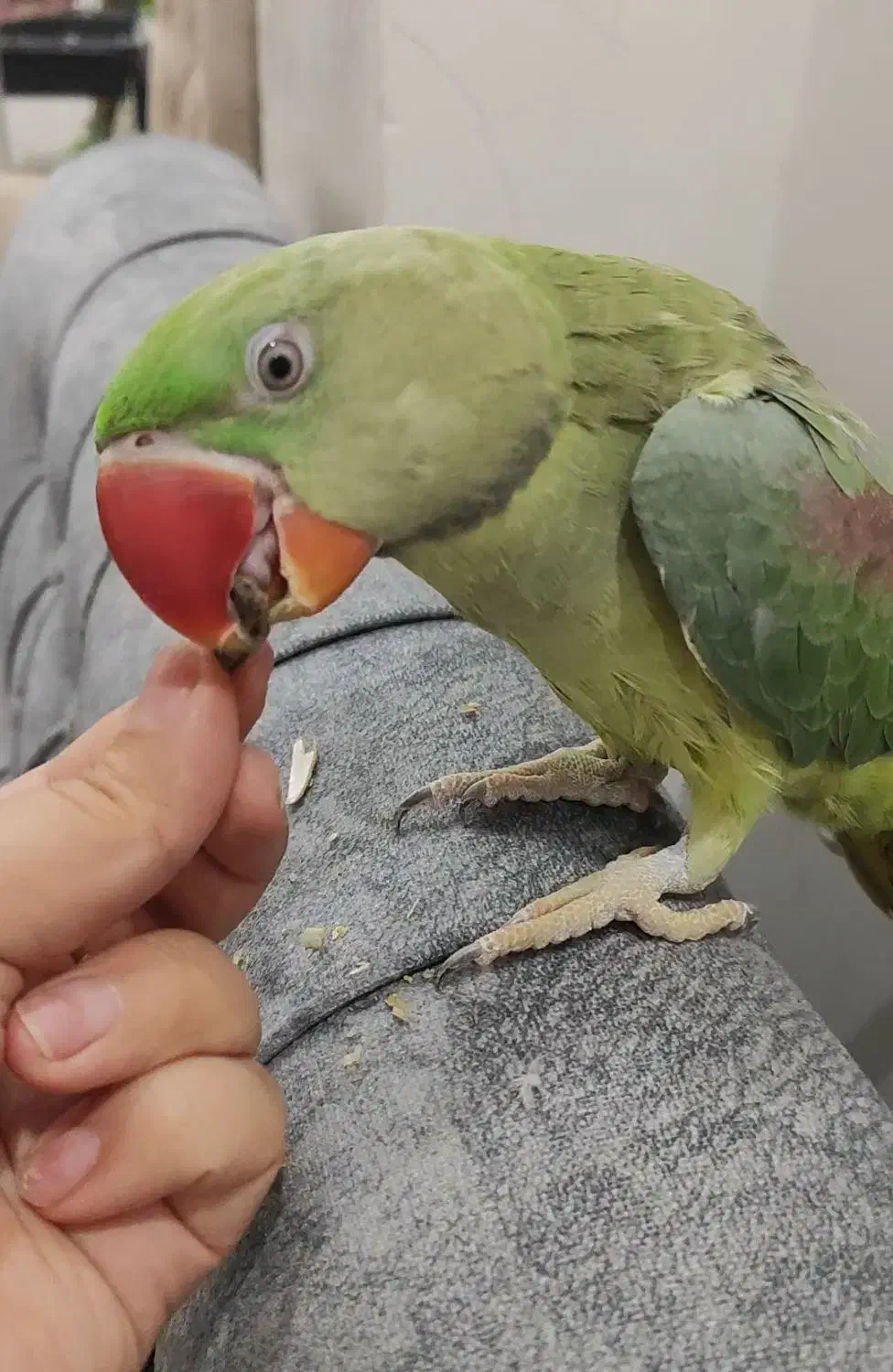 دنیز شاه طوطی سخنگو|پرنده|آمل, |دیوار