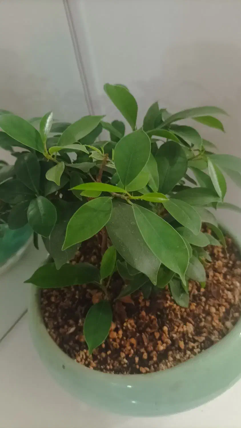 گیاه بنسای|گل و گیاه طبیعی|مشهد, شهرک امام هادی (شهرک غرب)|دیوار