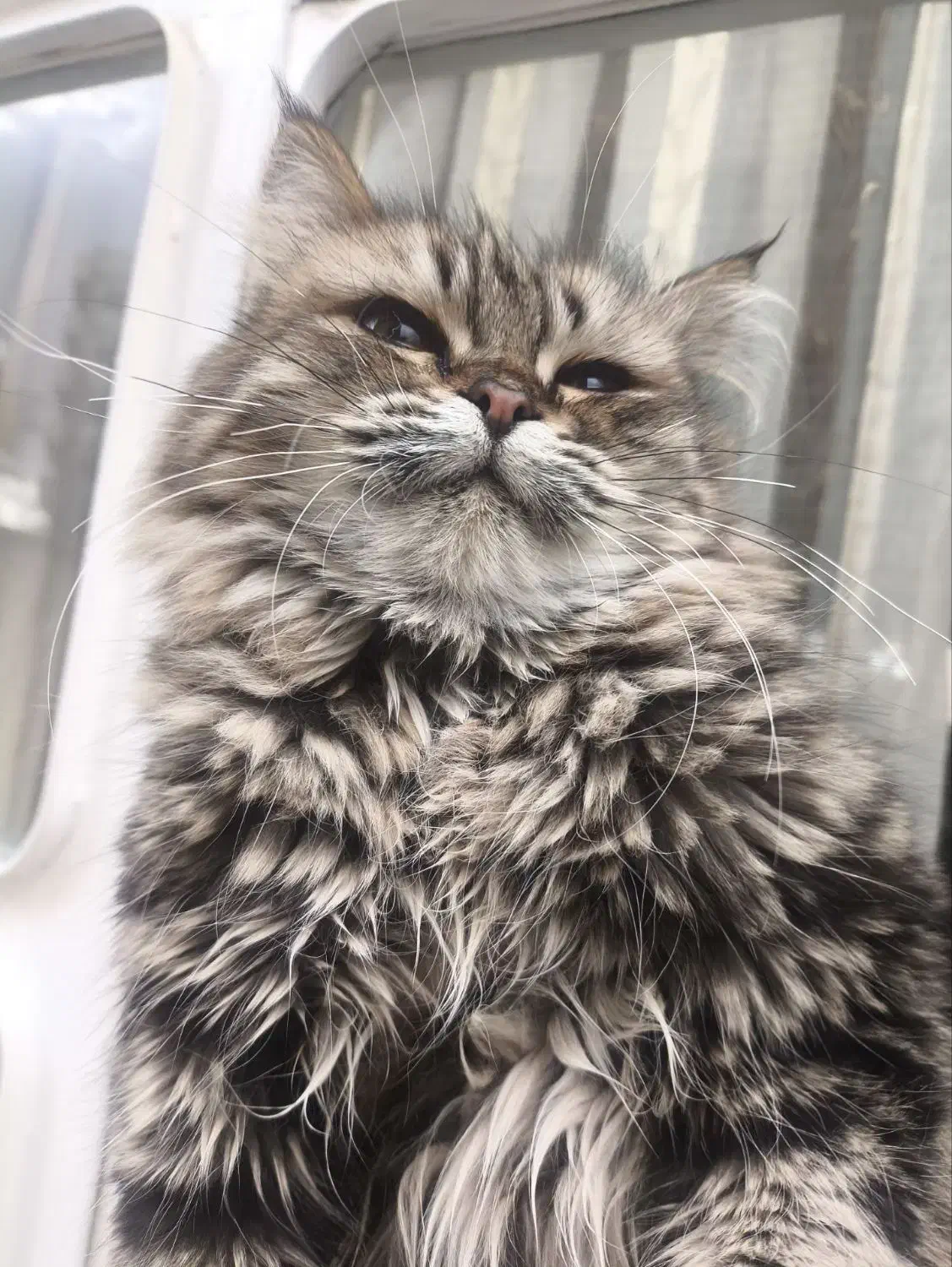 گربه پرشین نر|گربه|مراغه, |دیوار