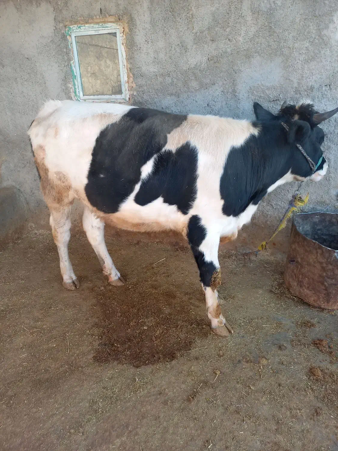 یک عدد نوبر ویک عدد گوساله تمام پروار|حیوانات مزرعه|رومشکان, |دیوار