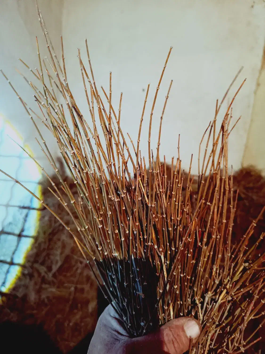 گیاه افدرا|گل و گیاه طبیعی|مشهد, مهدی آباد|دیوار