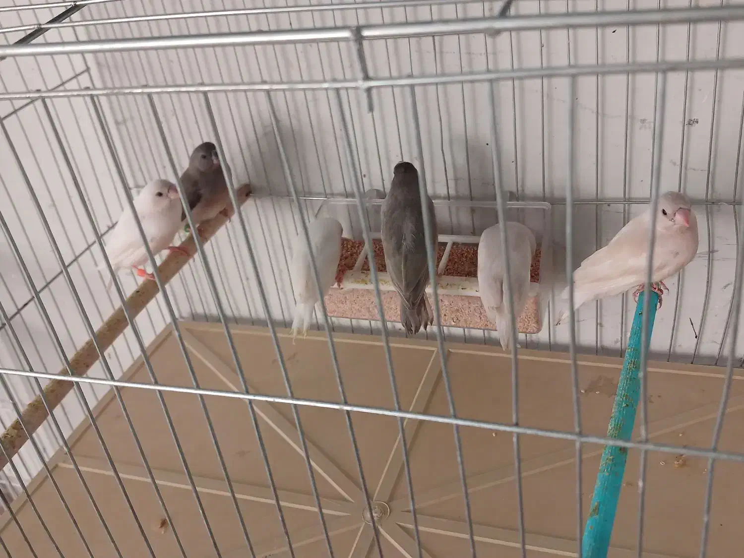 فنچ|پرنده|مرودشت, فرهنگ|دیوار