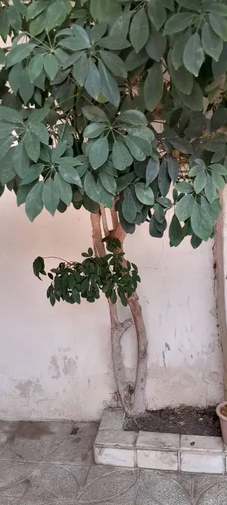 خانه ویلایی|فروش خانه و ویلا|رضوانشهر, |دیوار