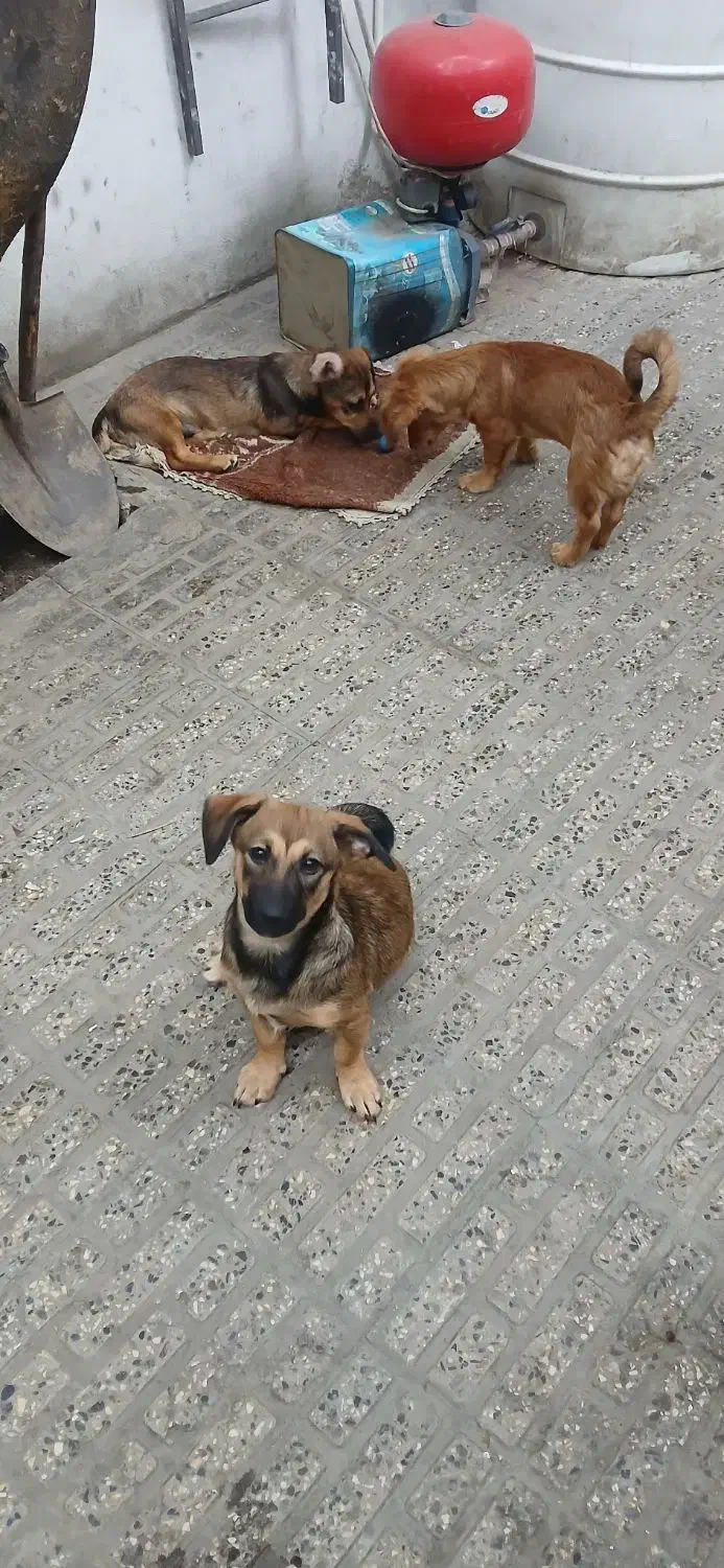 واگذاری اشپیتز|سگ|گرگان, |دیوار