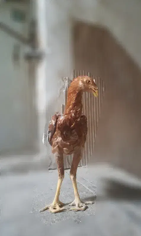 مرغ خروس و جوجه لاری|حیوانات مزرعه|تهران, طیب|دیوار