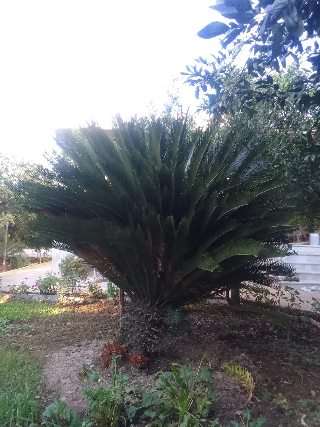 فروش گل سیکاس ۱۵ ساله|گل و گیاه طبیعی|بهشهر, |دیوار