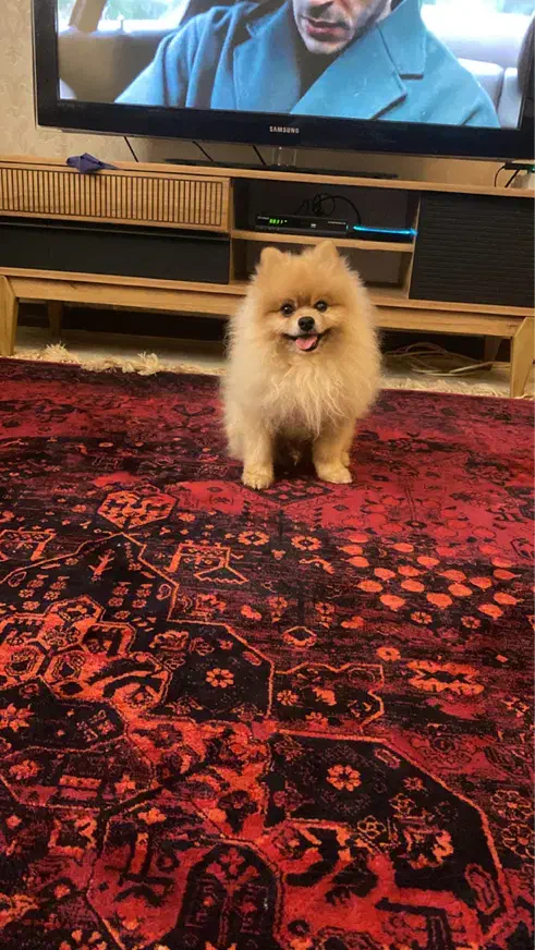 توله پامرانین|سگ|فردیس, فردیس|دیوار