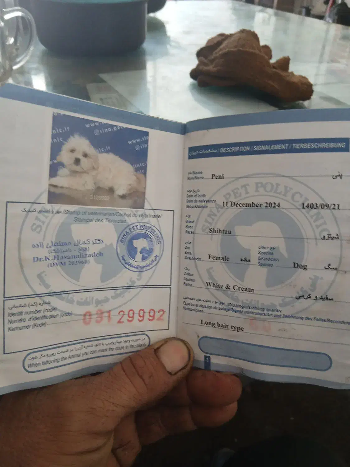 سگ خانگی|سگ|آذرشهر, |دیوار