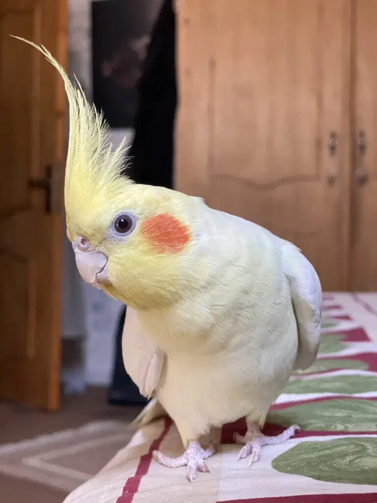 جوجه عروس هلندی لوتینو|پرنده|شیراز, شهرک قمشه|دیوار