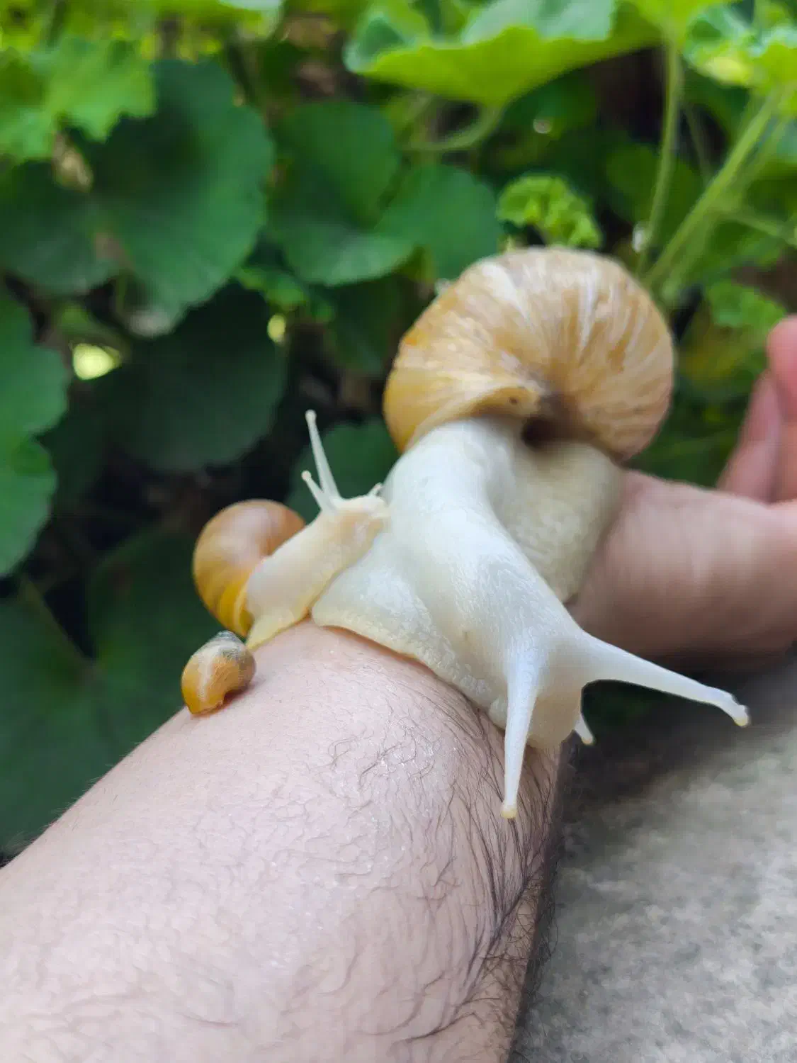 حلزون پرورشی|خزنده|چالوس, |دیوار