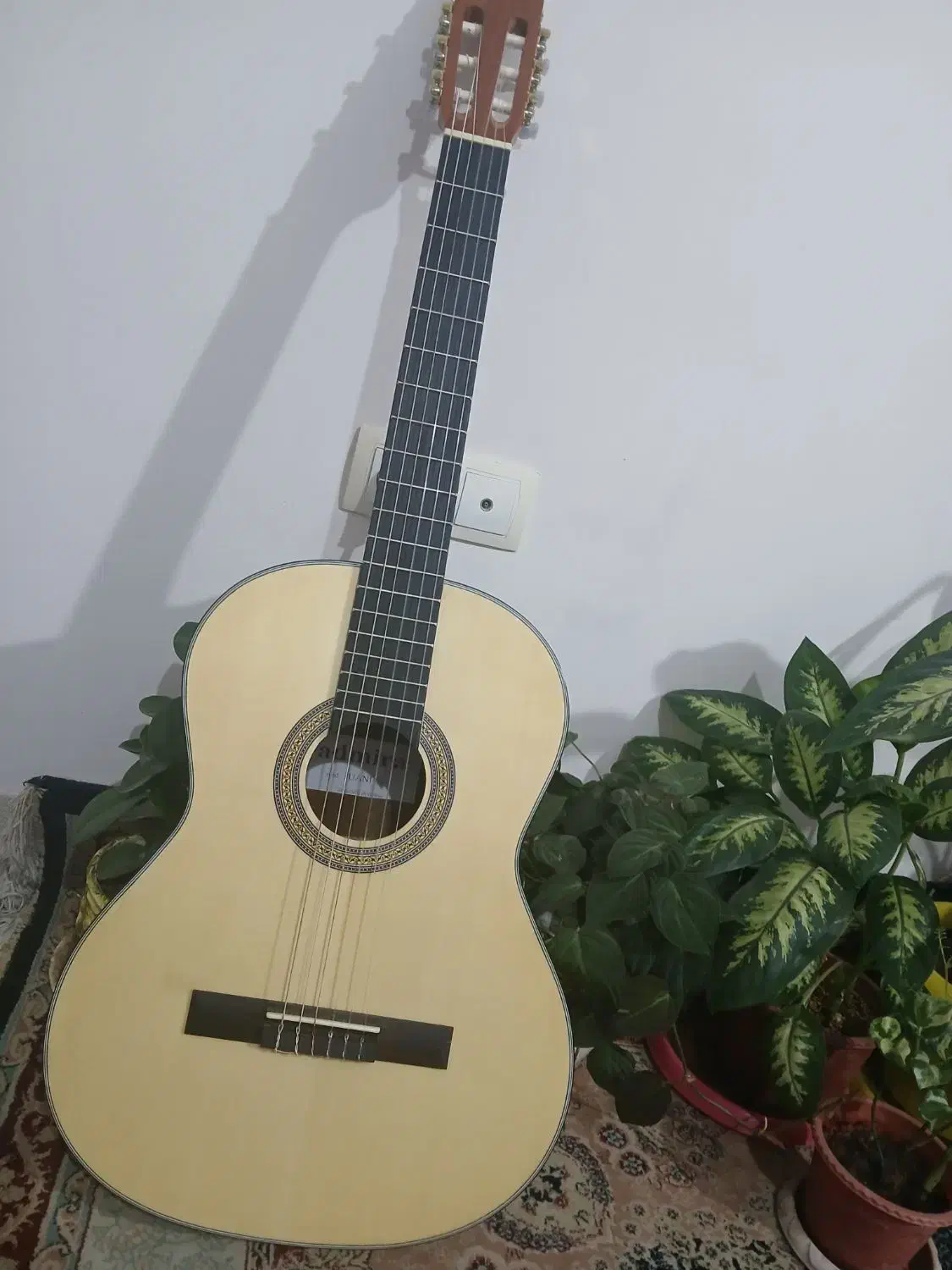 گیتار کلاسیکAdmira Juanita|گیتار، بیس، امپلیفایر|شیراز, فرهنگیان|دیوار