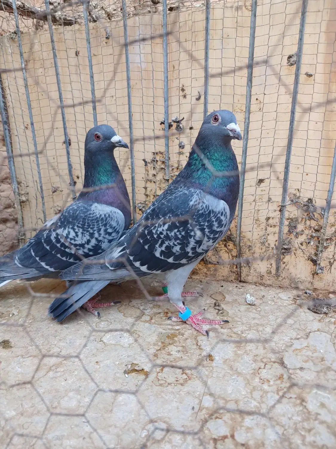 نرو ماده مسافتی|پرنده|بیرجند, |دیوار
