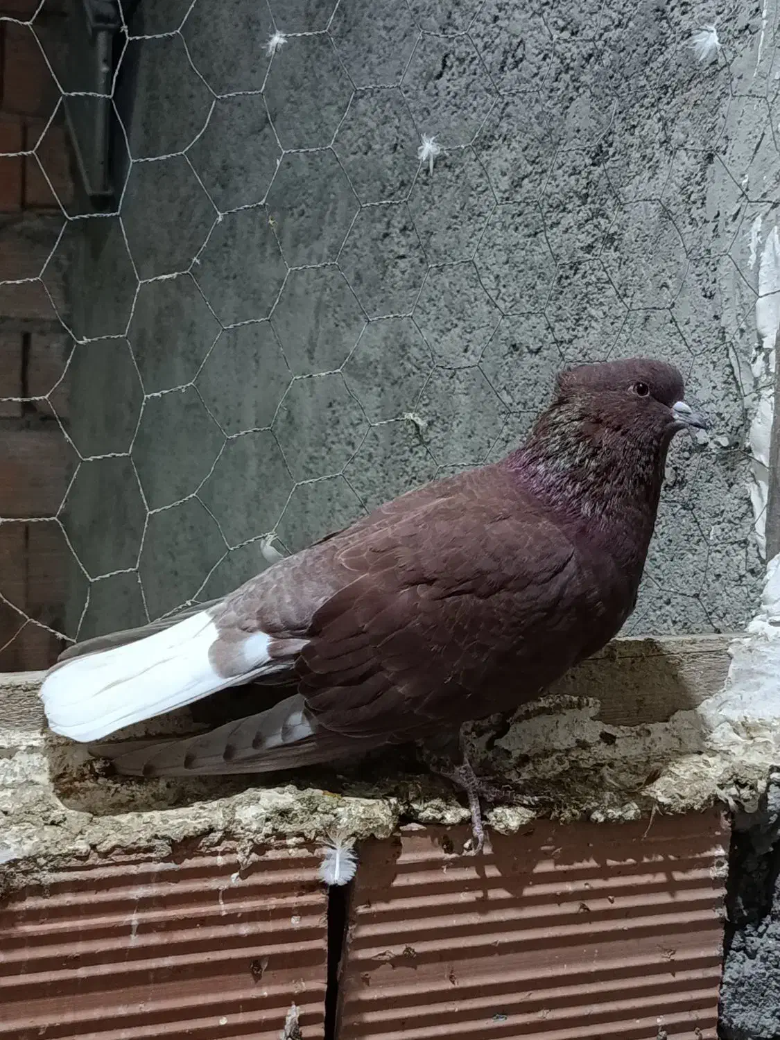 کفتر سرخ و گرگی|پرنده|گرگان, |دیوار