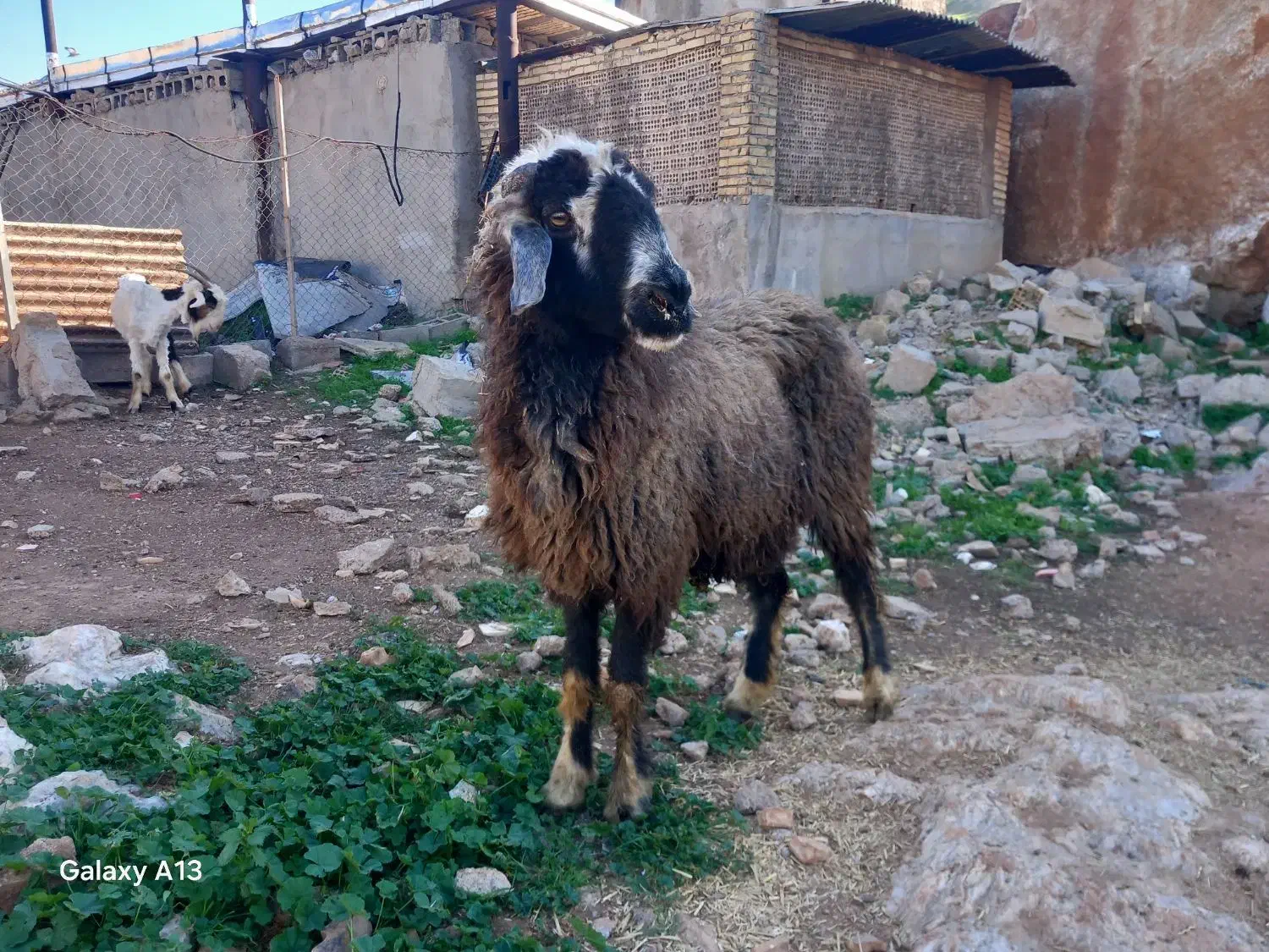 میش ۱۲میلیون|حیوانات مزرعه|مسجد سلیمان, |دیوار