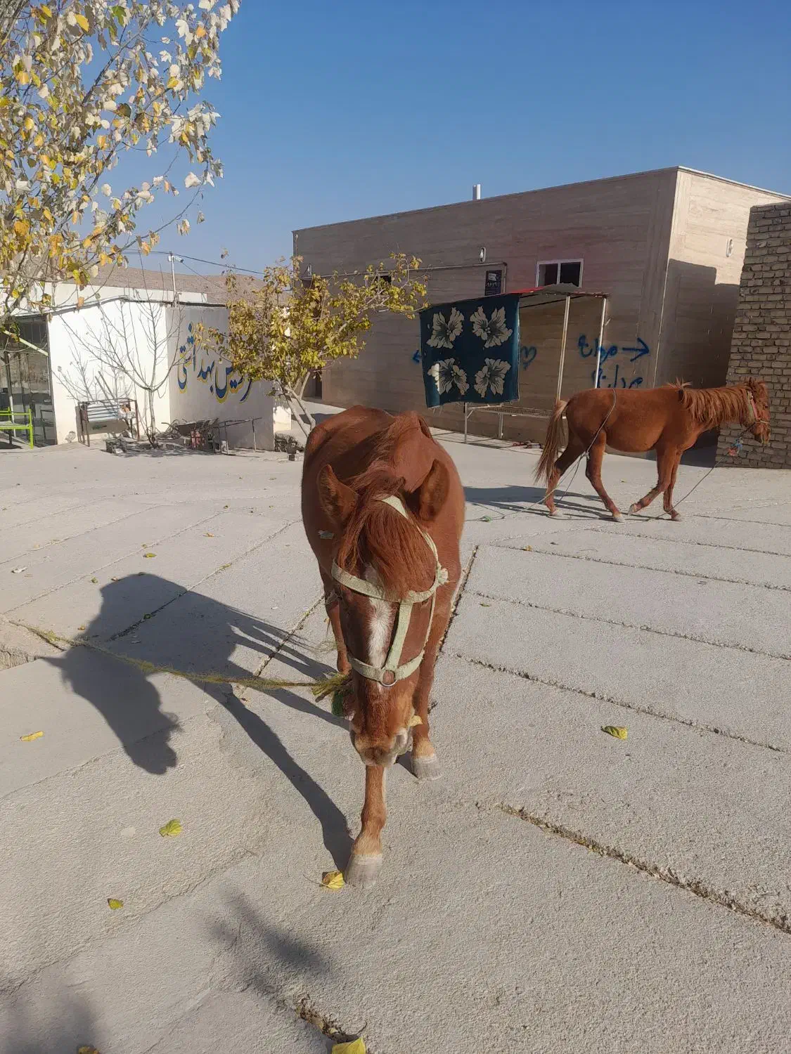 مادیان جوان|اسب و تجهیزات اسب‌سواری|آشخانه, |دیوار