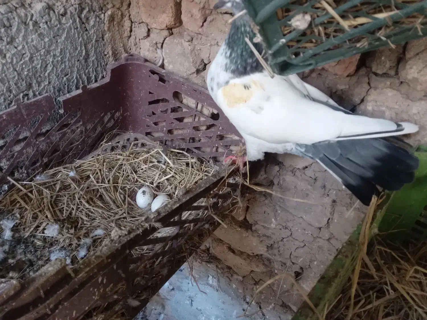 باسلام و احترام جوجه پاکستانی دانه ای ۳۰۰تومن|پرنده|رشت, گیل|دیوار