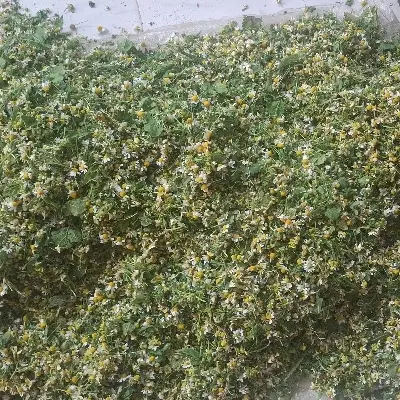 بابونه کازرون درجه یک|خوردنی و آشامیدنی|کازرون, |دیوار