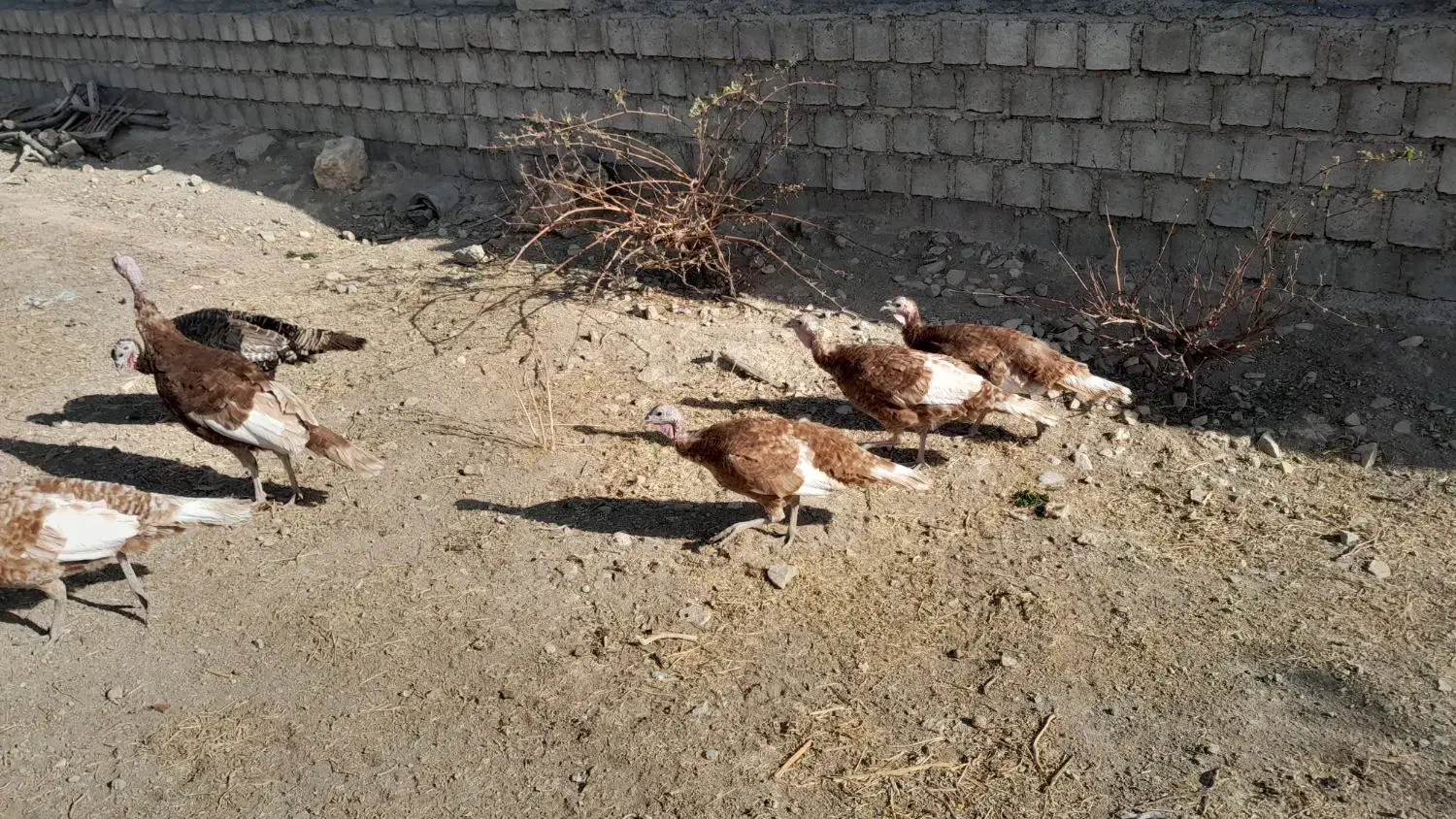 ۱۰عدد بوقلمون ماده محلی و ارگانیک|حیوانات مزرعه|بوکان, |دیوار