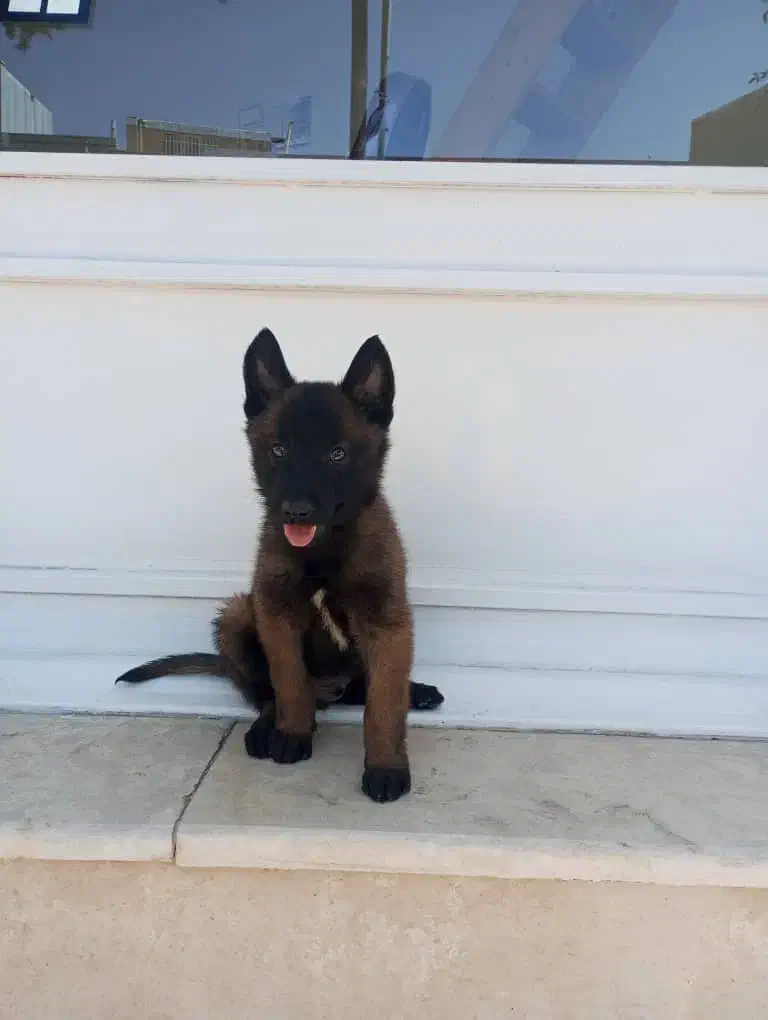 بلژین مالینویز باشگاه تخصصی پرورش تربیت فروش|سگ|تهران, دریا|دیوار