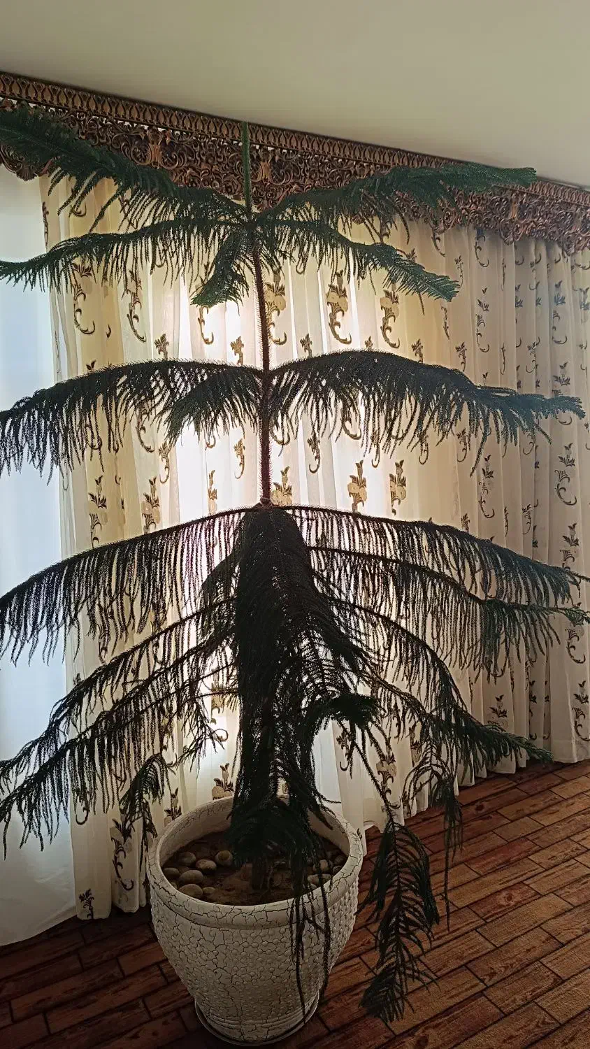 کاج مطبق سایز بزرگ|گل و گیاه طبیعی|مراغه, |دیوار