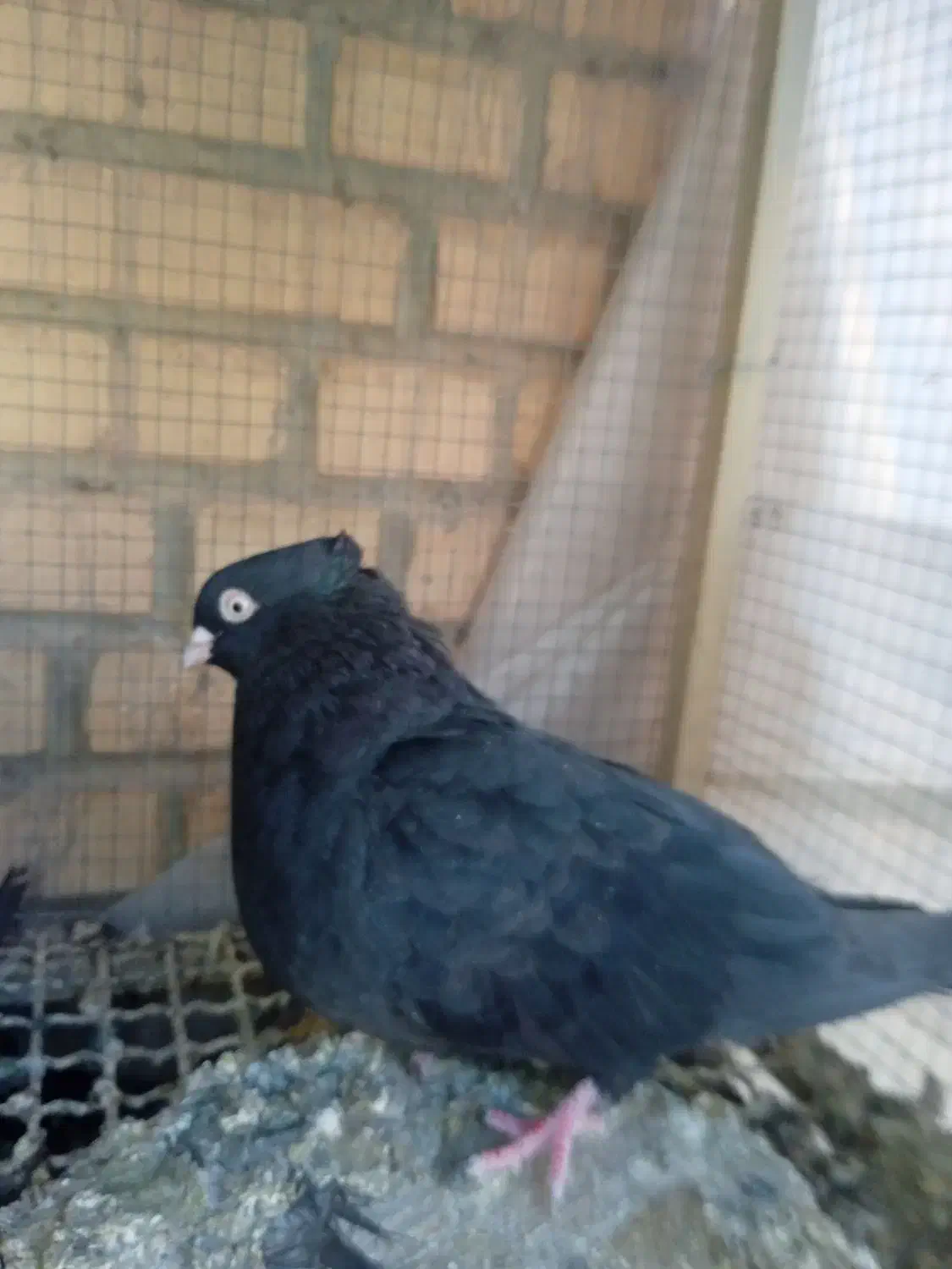 تعدادی کبوترسینه ای زاغ چشم ونوک ویک عددزیل|پرنده|فولادشهر, A4|دیوار