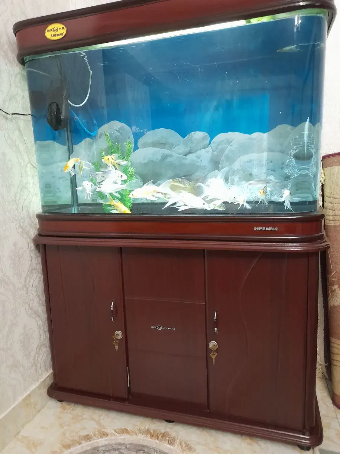 آکواریوم خم جیانگ اصل|ماهی|تبریز, |دیوار